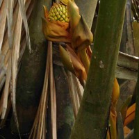 Nypa fruticans Wurmb